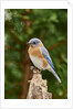Eastern Bluebird by Anonymous