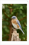 Eastern Bluebird by Anonymous