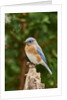 Eastern Bluebird by Anonymous