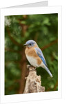 Eastern Bluebird by Anonymous