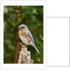 Eastern Bluebird by Anonymous
