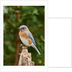 Eastern Bluebird by Anonymous