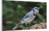Blue Jay by Anonymous