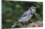 Blue Jay by Anonymous