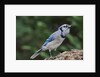 Blue Jay by Anonymous