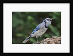 Blue Jay by Anonymous