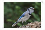 Blue Jay by Anonymous