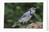 Blue Jay by Anonymous