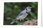 Blue Jay by Anonymous