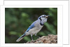 Blue Jay by Anonymous