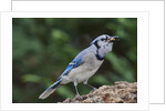 Blue Jay by Anonymous