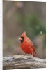 Nothern Cardinal by Anonymous