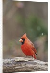 Nothern Cardinal by Anonymous
