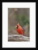 Nothern Cardinal by Anonymous