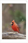 Nothern Cardinal by Anonymous