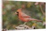 Nothern Cardinal by Anonymous