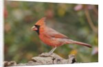 Nothern Cardinal by Anonymous