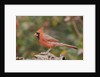 Nothern Cardinal by Anonymous