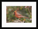 Nothern Cardinal by Anonymous