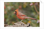 Nothern Cardinal by Anonymous