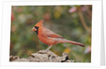 Nothern Cardinal by Anonymous