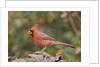 Nothern Cardinal by Anonymous