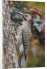Northern Flicker by Anonymous