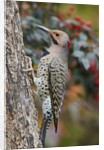 Northern Flicker by Anonymous