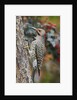 Northern Flicker by Anonymous