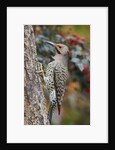 Northern Flicker by Anonymous