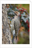 Northern Flicker by Anonymous
