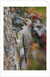 Northern Flicker by Anonymous