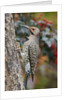Northern Flicker by Anonymous