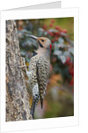 Northern Flicker by Anonymous