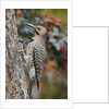 Northern Flicker by Anonymous
