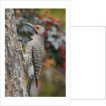 Northern Flicker by Anonymous
