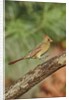 Northern Cardinal by Anonymous