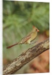 Northern Cardinal by Anonymous