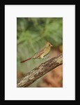 Northern Cardinal by Anonymous