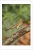 Northern Cardinal by Anonymous