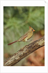 Northern Cardinal by Anonymous