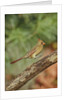 Northern Cardinal by Anonymous