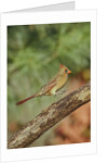 Northern Cardinal by Anonymous