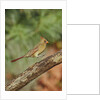 Northern Cardinal by Anonymous