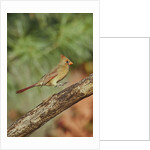 Northern Cardinal by Anonymous