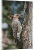 Flicker by Anonymous