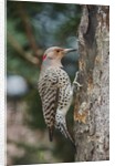 Flicker by Anonymous