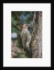 Flicker by Anonymous