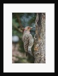Flicker by Anonymous
