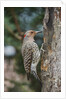 Flicker by Anonymous